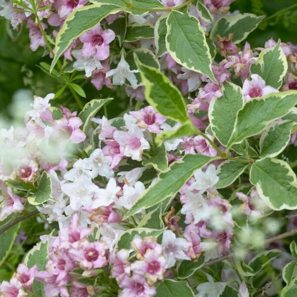 Weigela 'Nana Variegata'