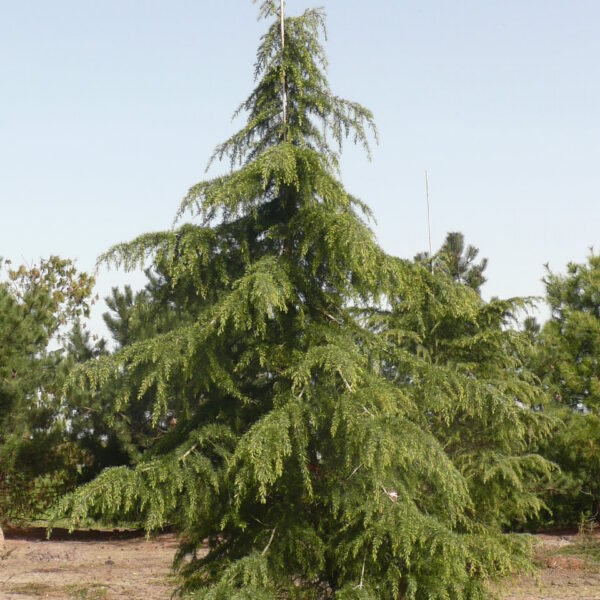 Cedrus deodara