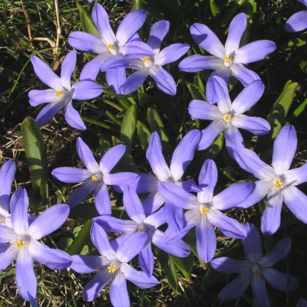 Chionodoxa Luciliae