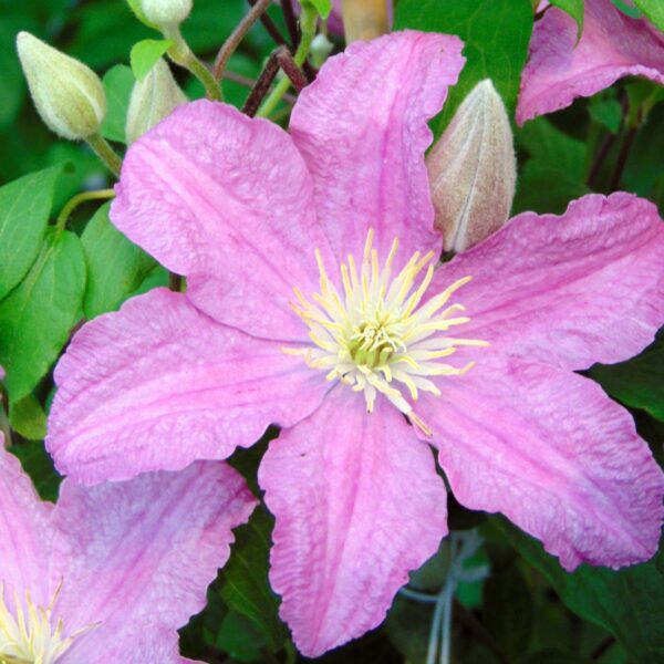 Clematis ´Comtesse de Bouchard’