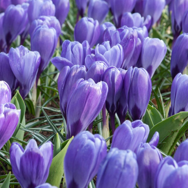 Crocus "Blue Ocean"