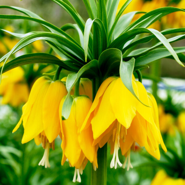 Fritillaria Imperalis "Lutea"