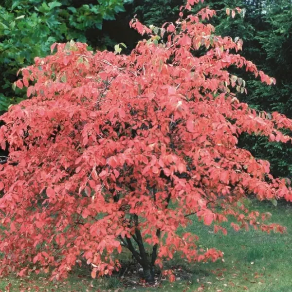 Amelanchier canadensis 'Prince William'