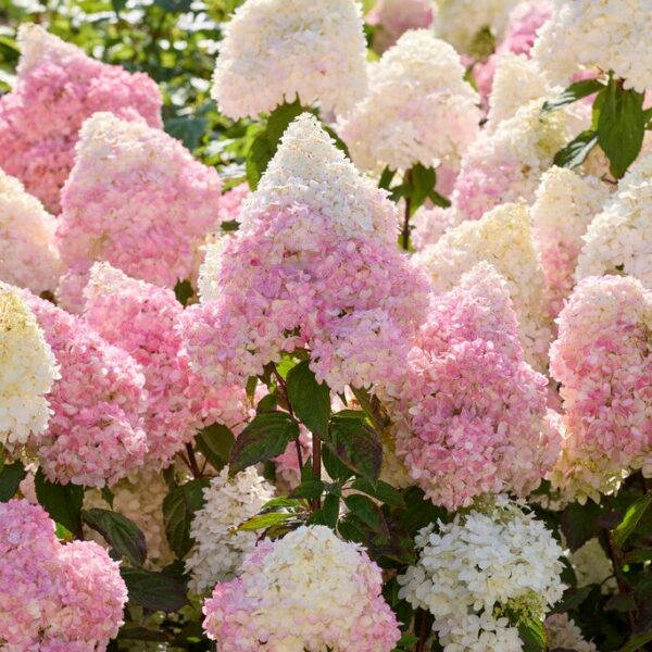 Hydrangea paniculata 'Magical Andes'
