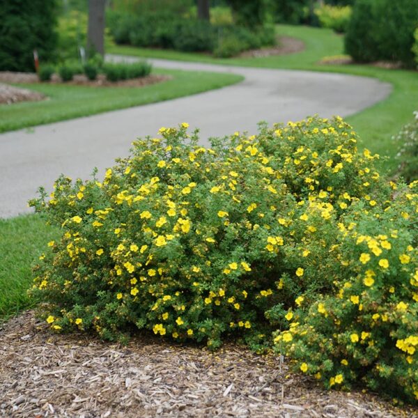 Potentilla fruticosa 'Elizabeth'