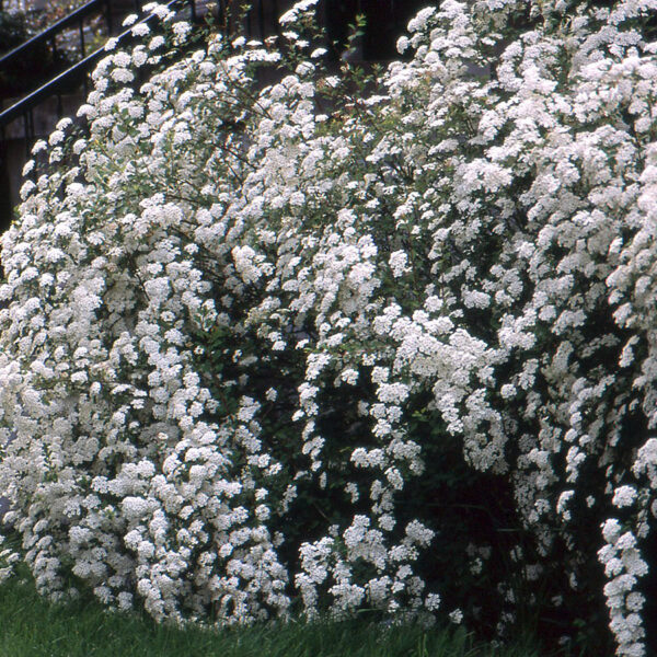 Spiraea vanhouttei