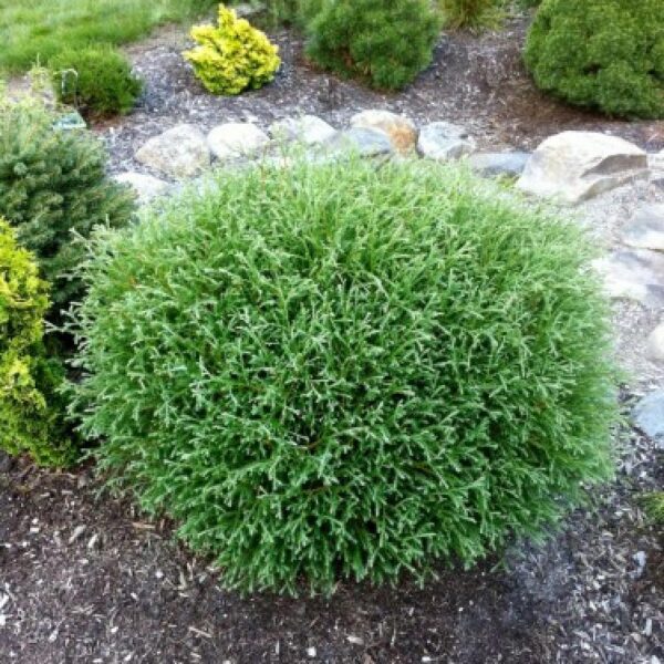 Thuja occidentalis 'Mr. Bowling Ball'