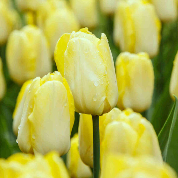 Tulipa "Sunny Prince"