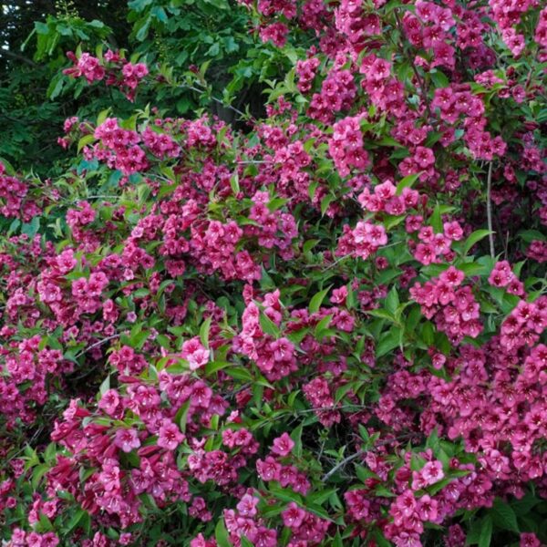 Weigela 'Rumba'