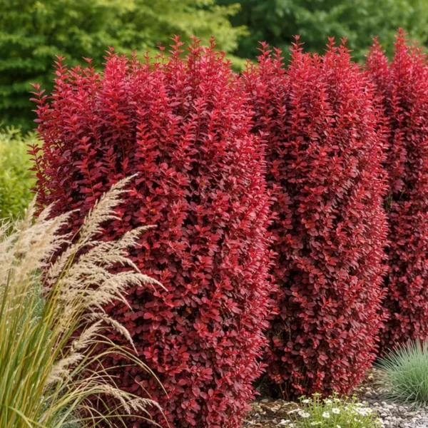Berberis thunbergii 'Red Rocket'