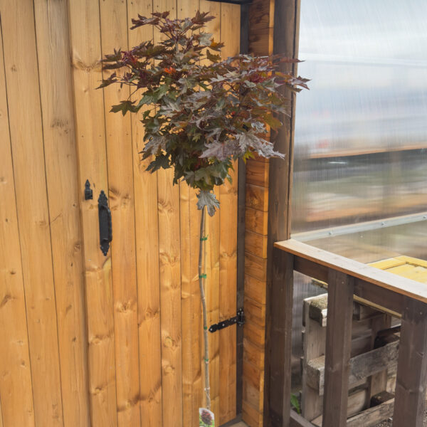 Acer platanoides 'Purple Globe'