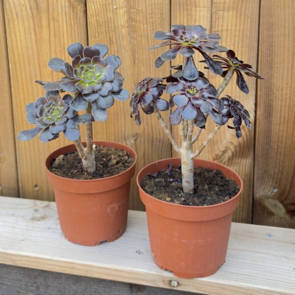 Aeonium arboreum 'Schwarzkopf'
