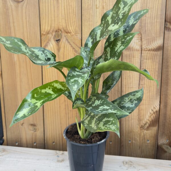Aglaonema commutatum 'Maria'