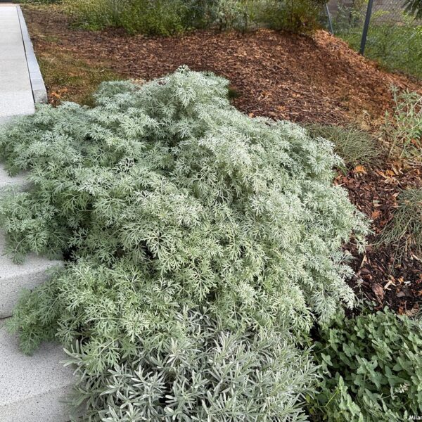 Artemisia 'Powis Castle'