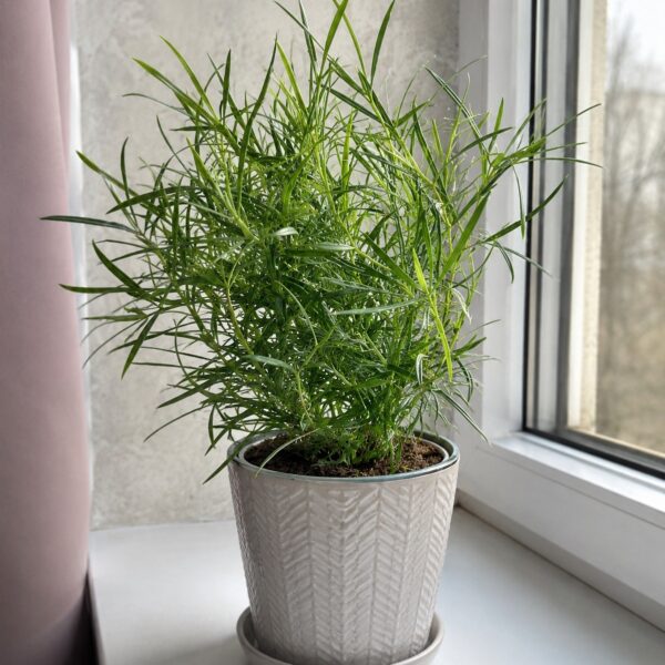 Asparagus Falcatus