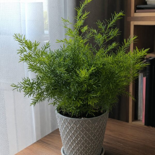 Asparagus densiflorus 'Cwebe'