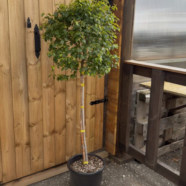 Betula pendula 'Magical Globe'