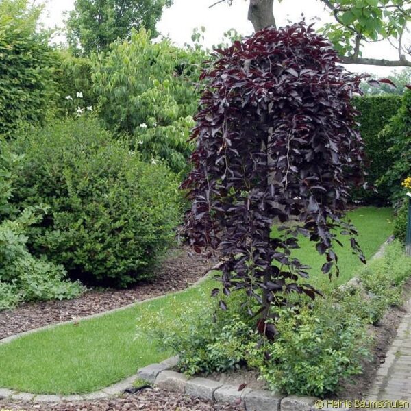 Betula pendula 'Purpurea'