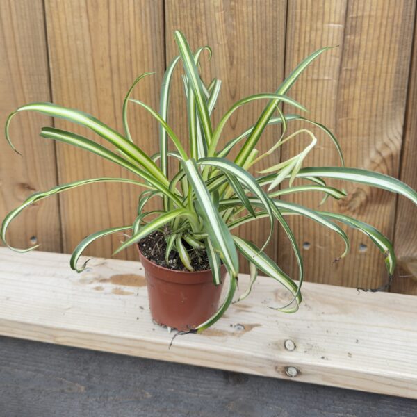 Chlorophytum comosum 'Atlantic'