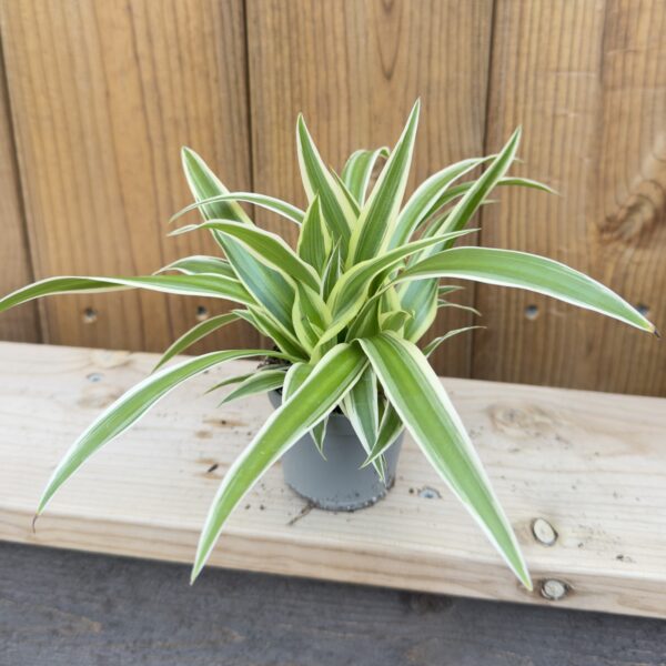 Chlorophytum comosum 'Irish'