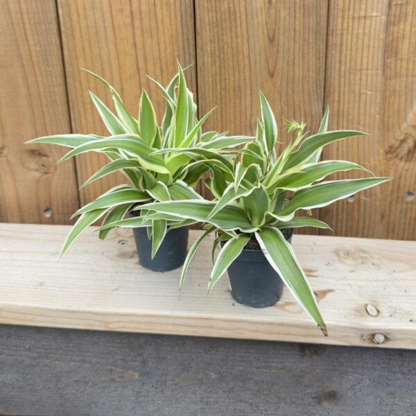 Chlorophytum comosum 'Ocean'
