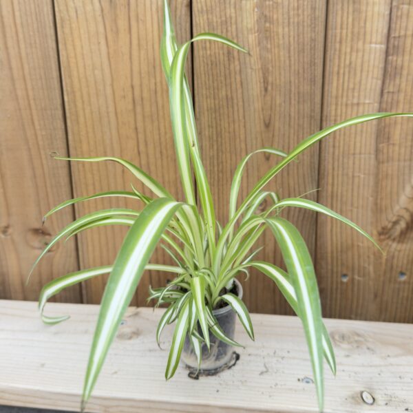 Chlorophytum comosum 'Variegatum'