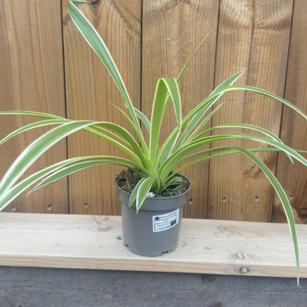 Chlorophytum laxum