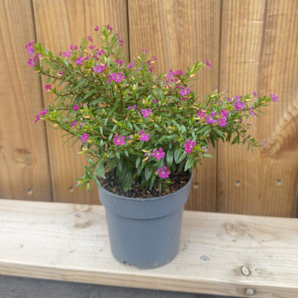 Cuphea hyssopifolia 'Floriglory'