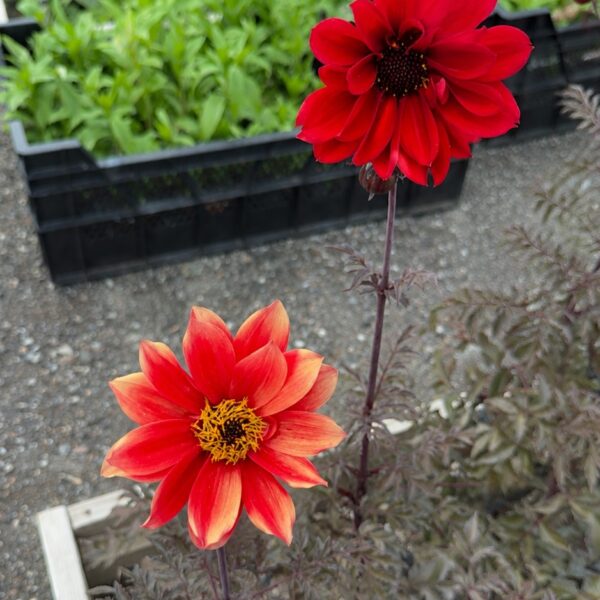 Dahlia hybrid 'Bishop of Llandaff'