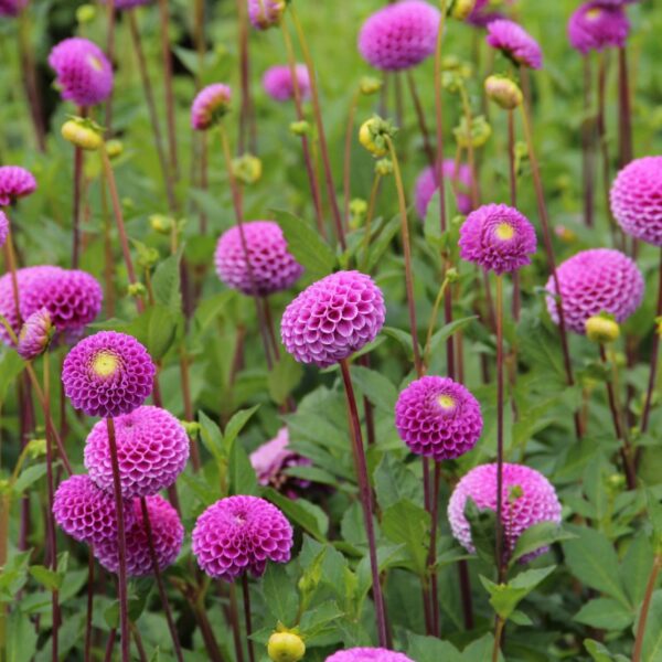 Dahlia 'Franz Kafka'