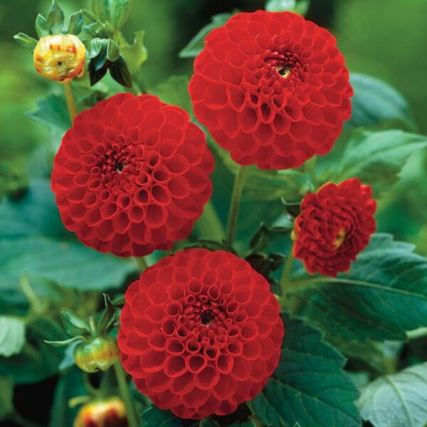 Dahlia 'Glow'
