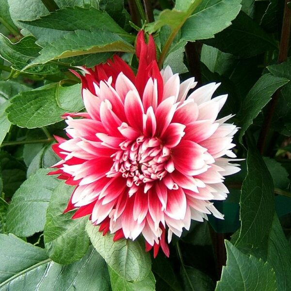 Dahlia 'Red and White Fubuki'