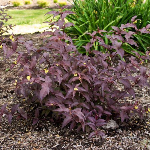 Diervilla splendens 'El Madrigal' (Diva)