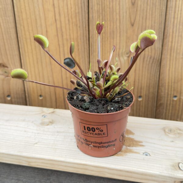 Dionaea muscipula 'Maroon'