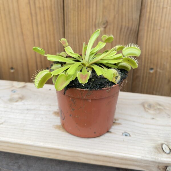 Dionaea muscipula