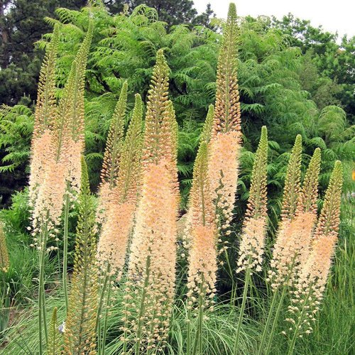 Eremurus stenophyllus 'Cleopatra'