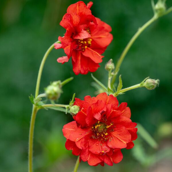 Geum chiloense 'Red Dragon'