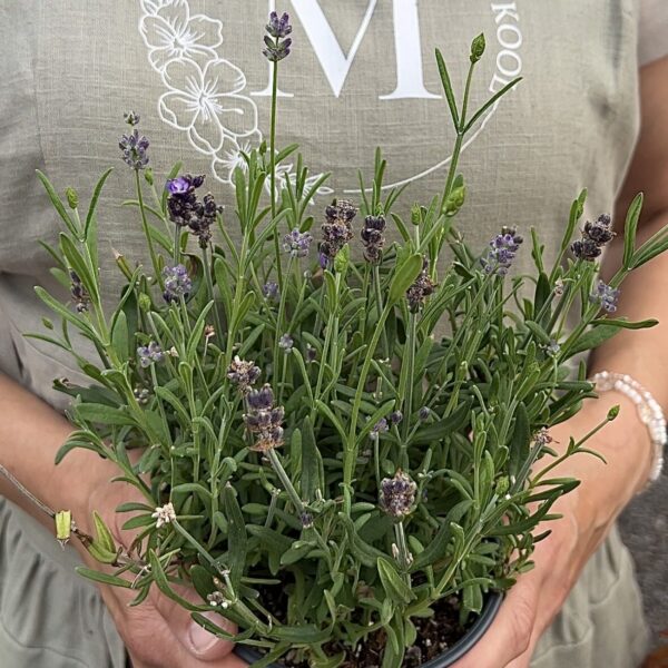 Lavandula angustifolia
