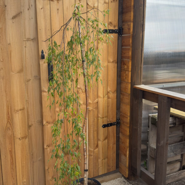 Betula gracilis