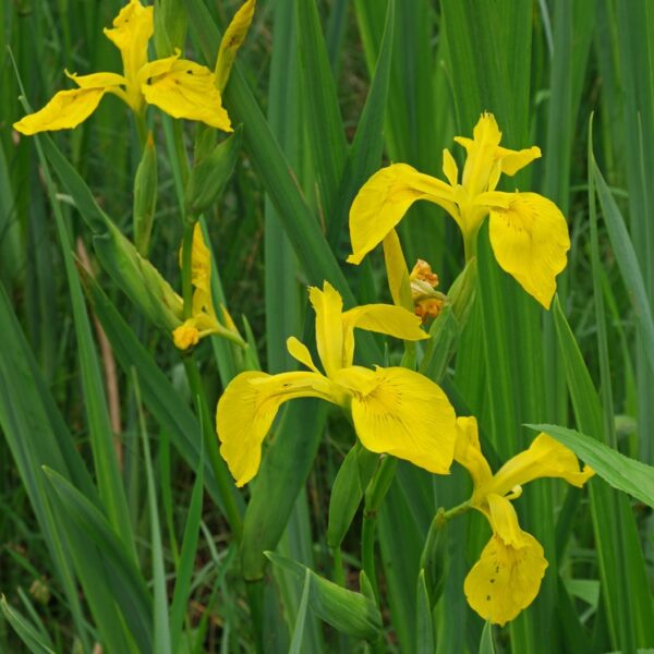 Iris pseudacorus комплект для посадки
