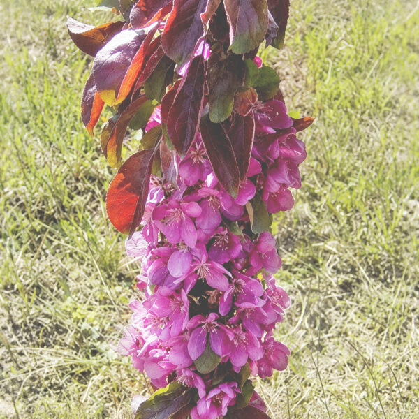 Malus robusta 'Maypole'