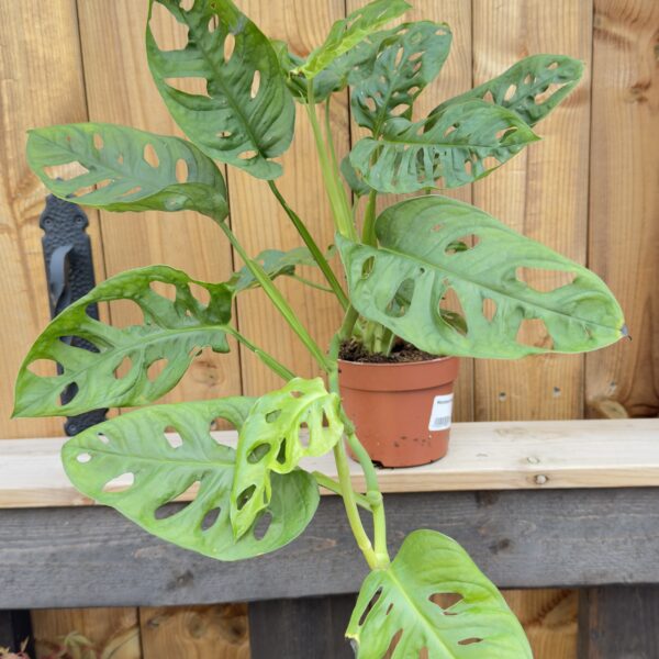 Monstera adansonii
