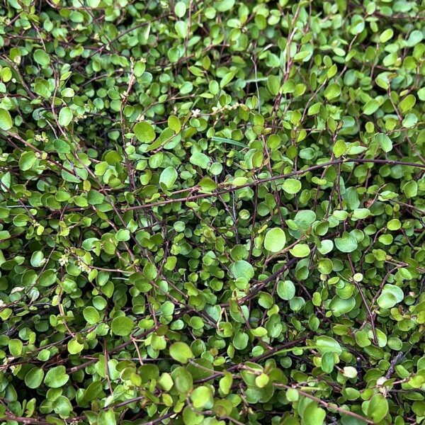 Muehlenbeckia