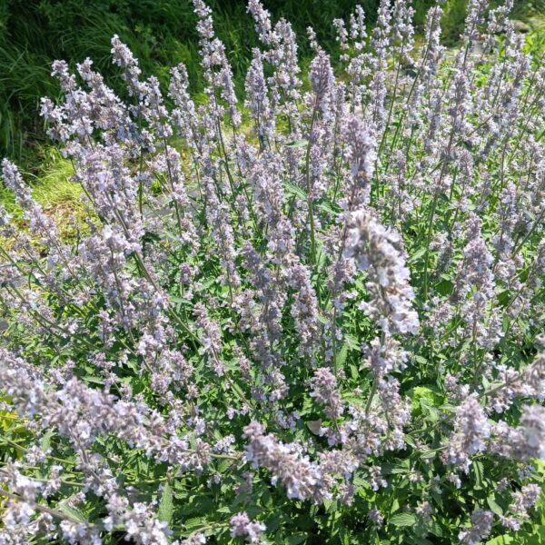 Nepeta faassenii 'Gletschereis'