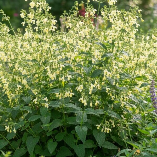 Nepeta govaniana
