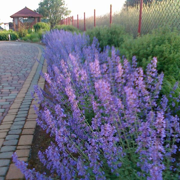 Nepeta grandiflora 'Summer Magic'