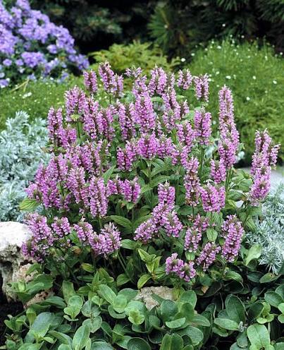 Nepeta nervosa 'Pink Cat'