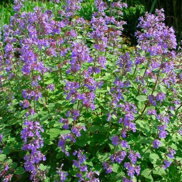 Nepeta racemosa 'Blue Wonder'
