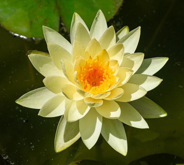 Nymphaea 'Chromatella' комплект для посадки