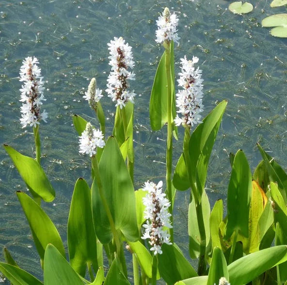 Pontederia cordata 'Alba' комплект для посадки